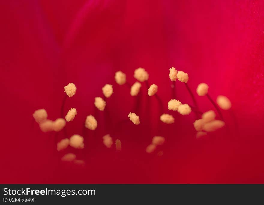 The purple mammilaria beautiful flowering cactus. The purple mammilaria beautiful flowering cactus