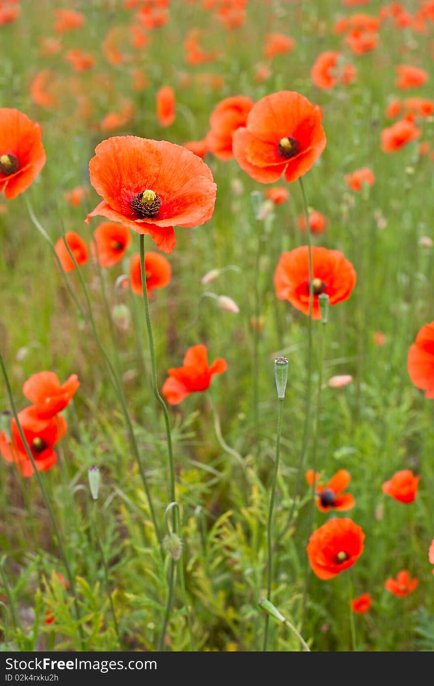 Beautiful poppies in a green field of grass. Beautiful poppies in a green field of grass