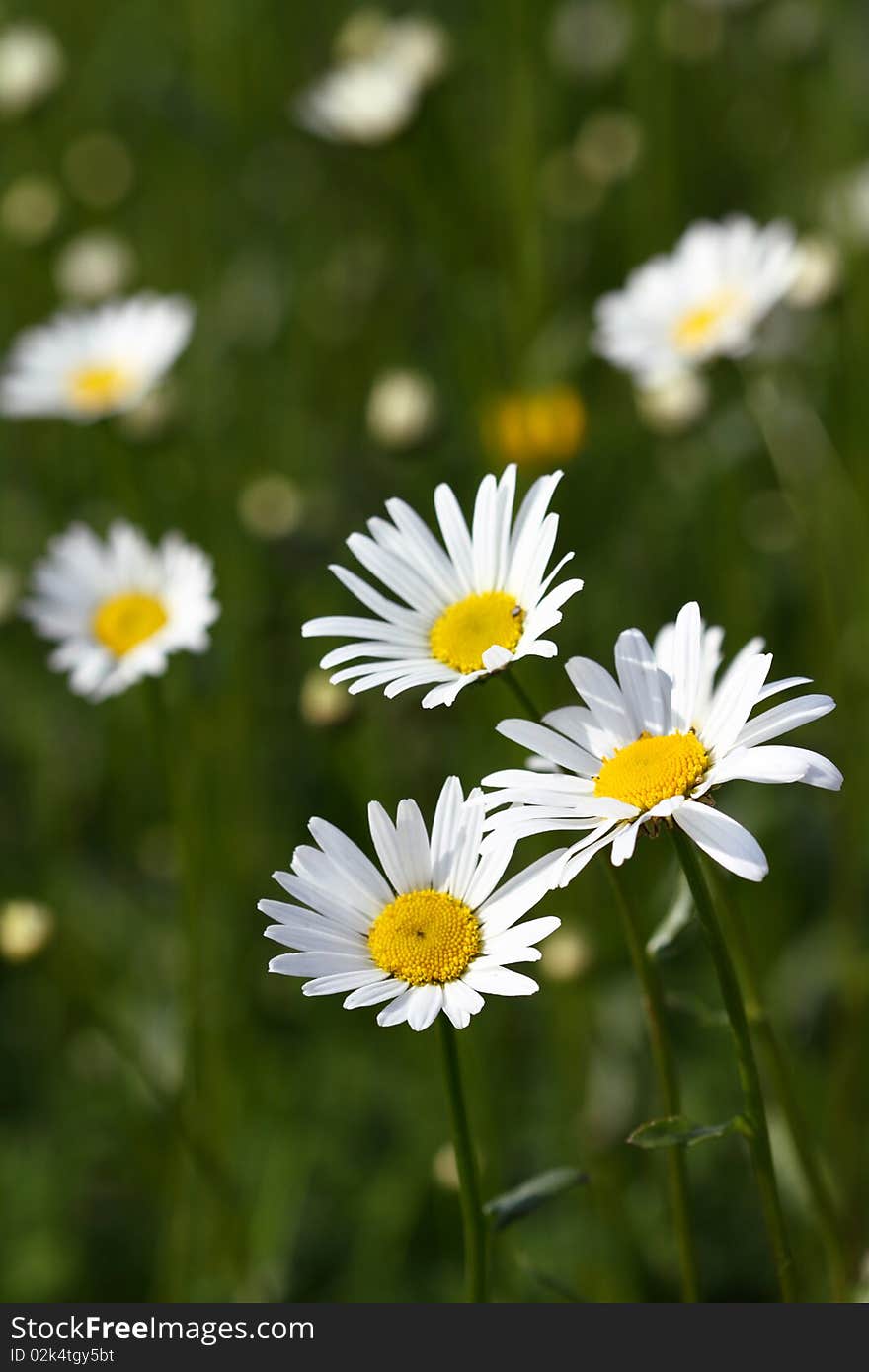 Beautiful daisies on a background of green grass. Beautiful daisies on a background of green grass.