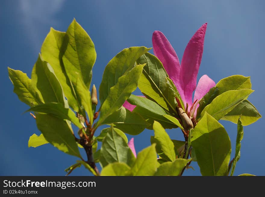 Flower of pink magnolia against the sky