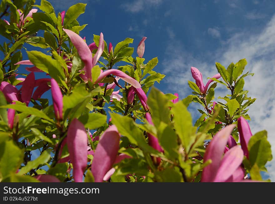 Flowers of pink magnolias against the sky