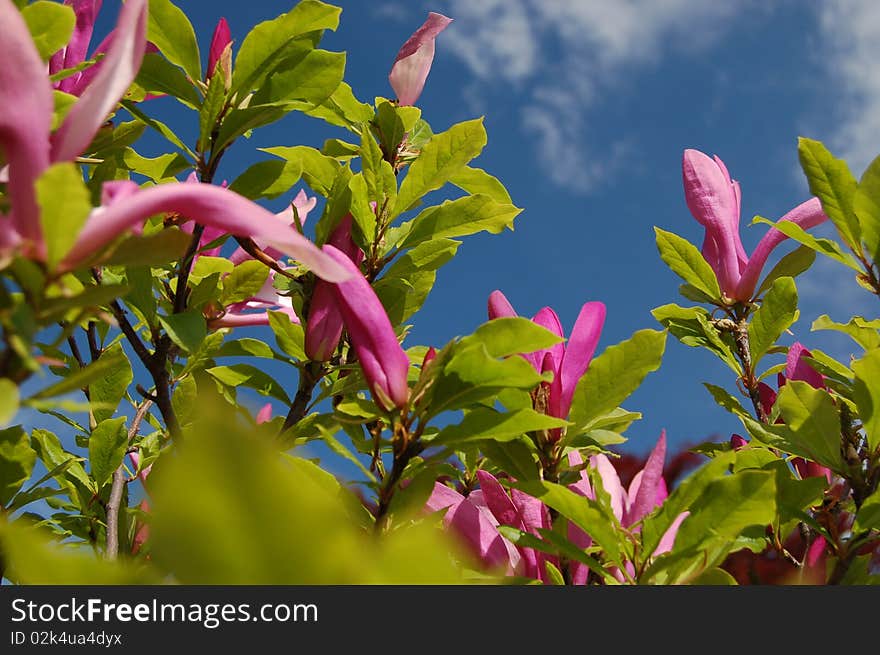 Flowers of pink magnolias against the sky