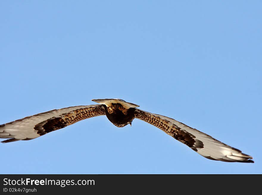 Rough legged Hawk in flight