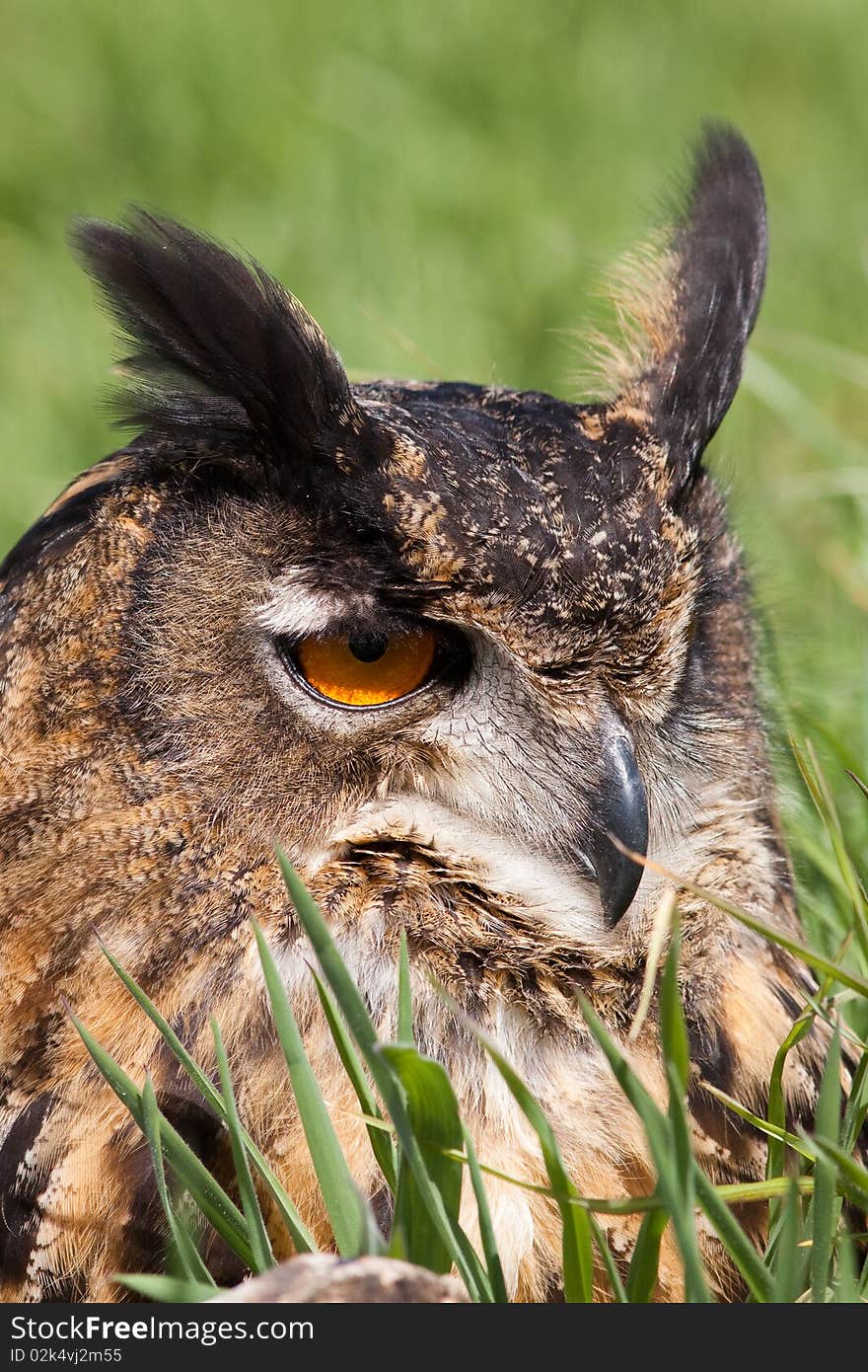 Owl sitting in the grass looking around. Owl sitting in the grass looking around