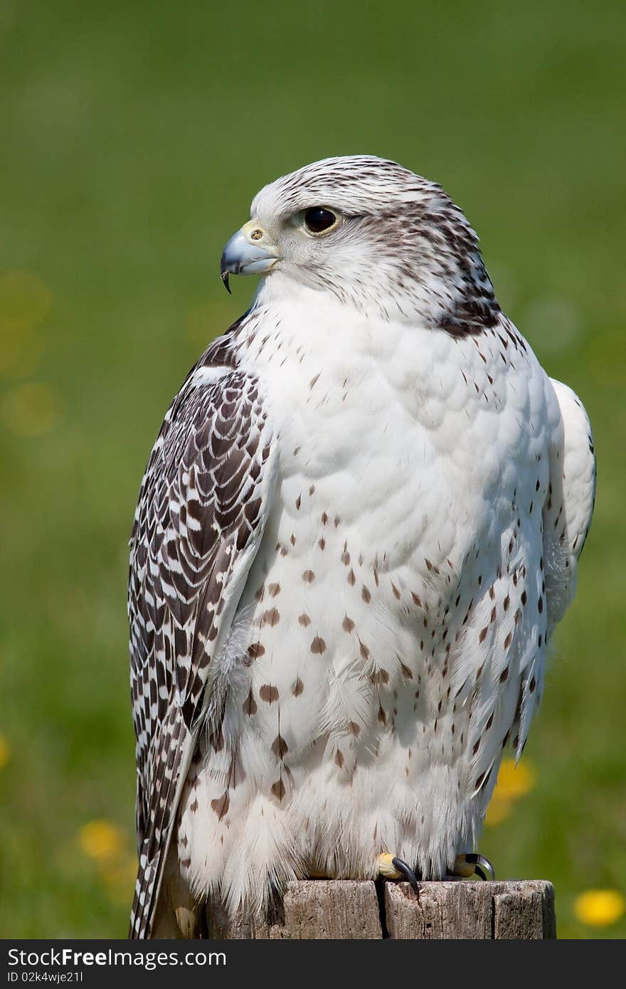 Hawk Sitting On Branch