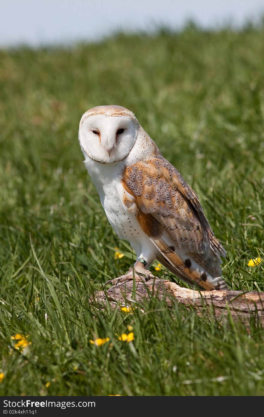 Owl sitting on branch looking into camera. Owl sitting on branch looking into camera