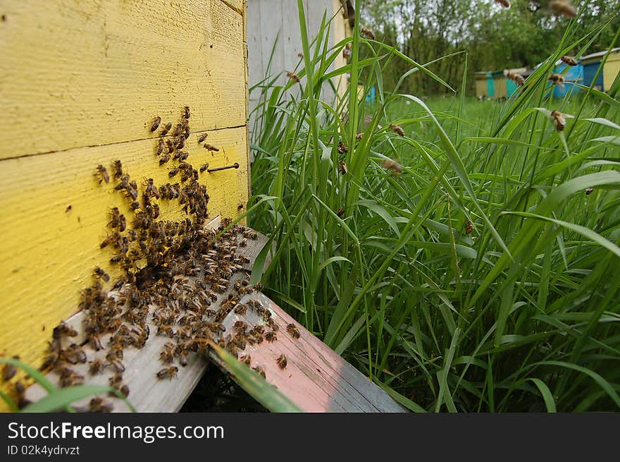 Entrance of a beehive and plenty of bees