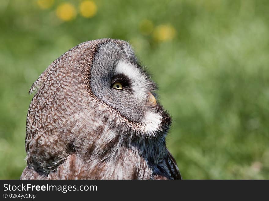 Owl sitting in grass looking at the sky. Owl sitting in grass looking at the sky