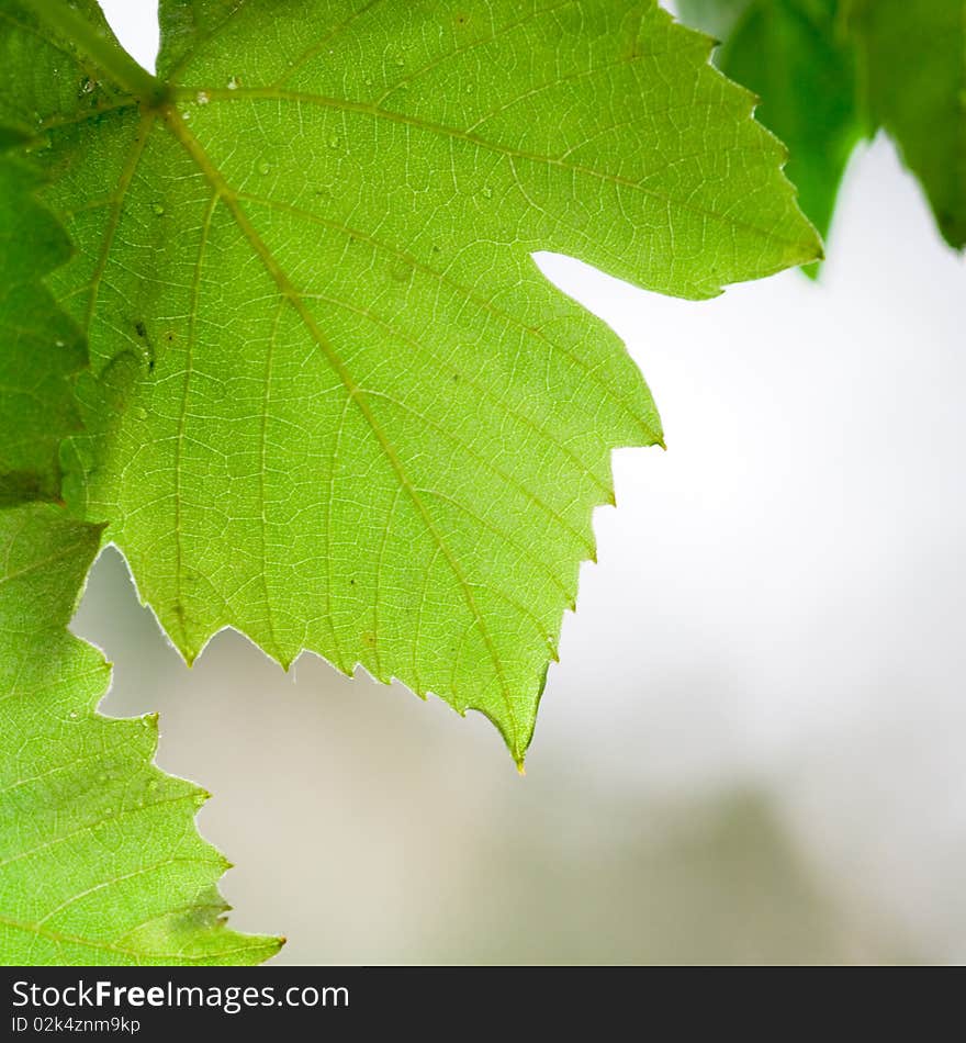 green leaves close up. background.