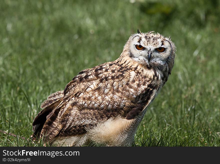 Owl sitting in the grass looking into camera. Owl sitting in the grass looking into camera