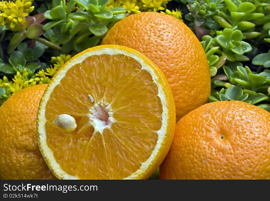 fresh oranges