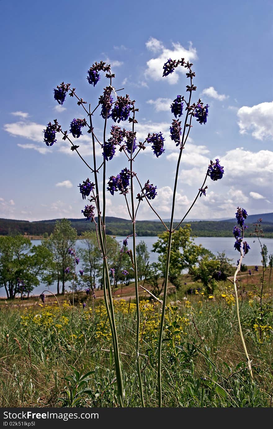 Field flowers