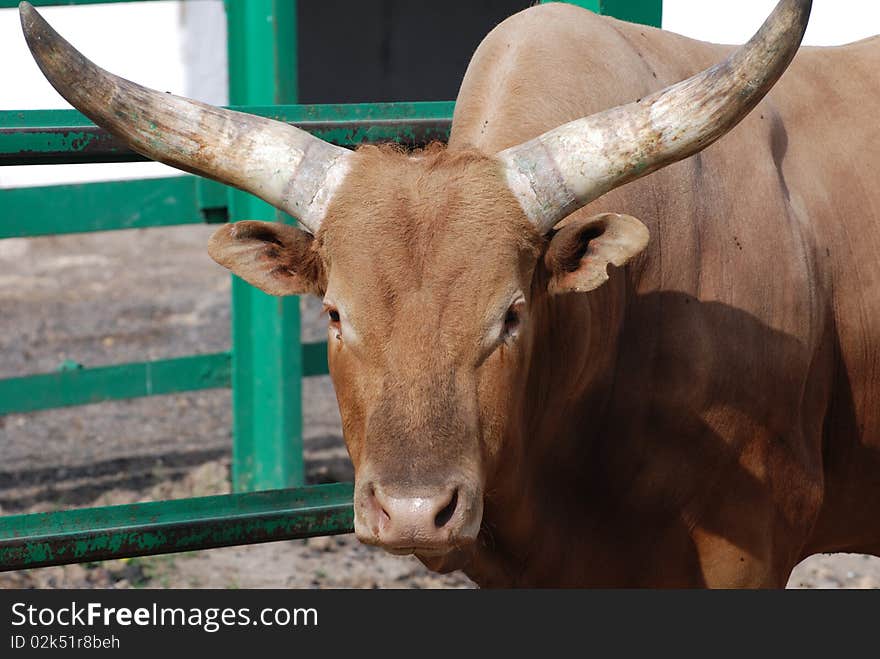 Longhorn cattle in enclosure