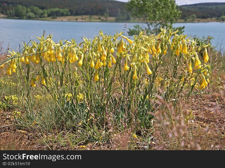 Field flowers against blue lake and soil