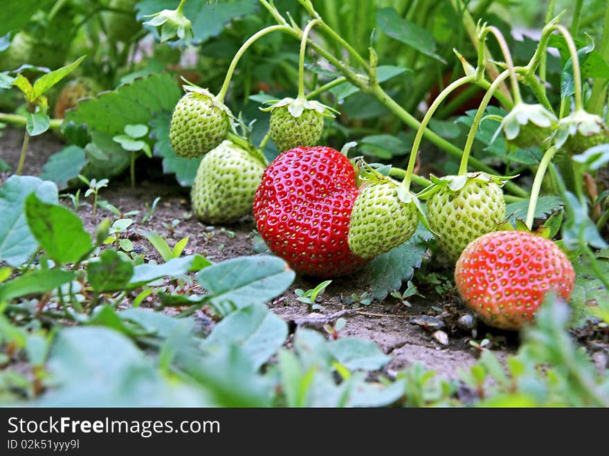 Ripe and unripe strawberry on seedbed in garden