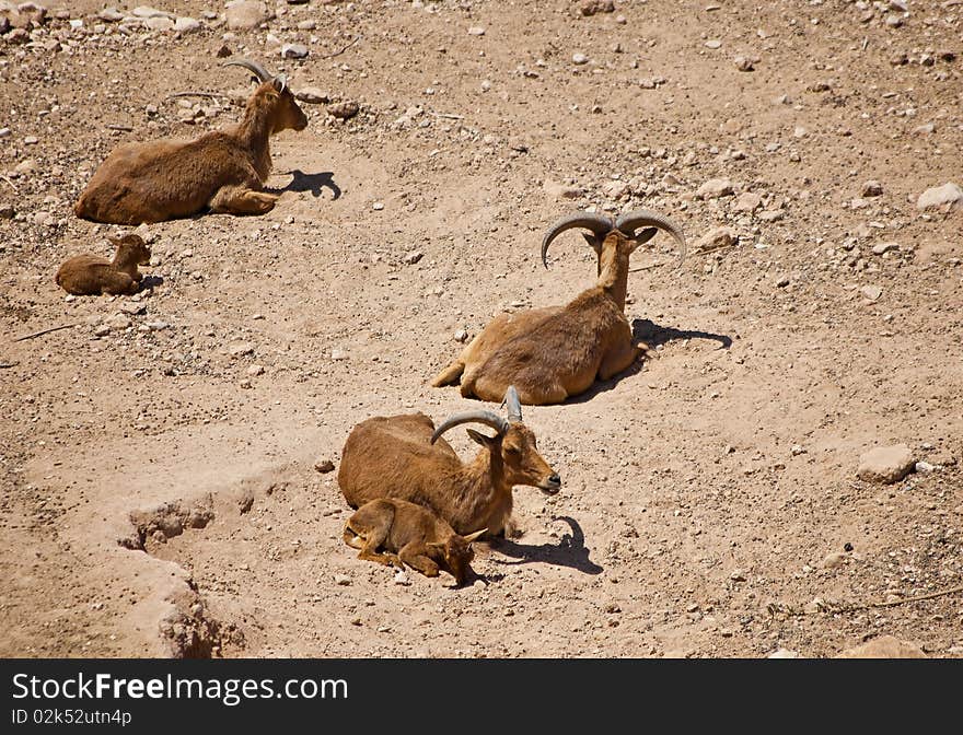 Mountain goats family with young kids in rocky landscape