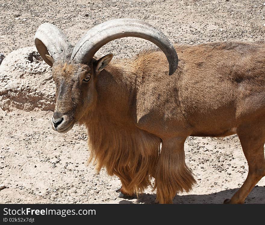 Mountain goat herd leader in rocky landscape. Mountain goat herd leader in rocky landscape