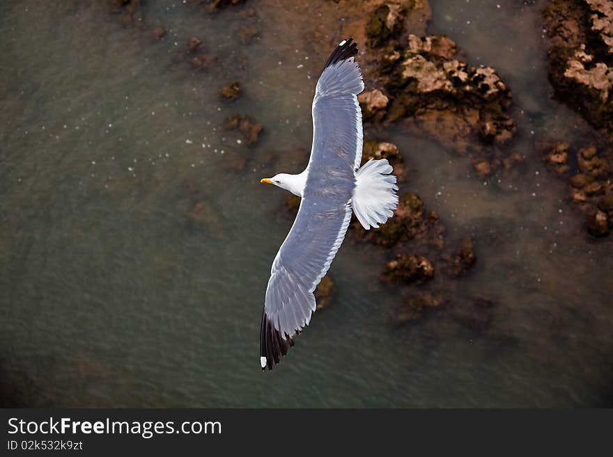 Flying seagull close-up photo