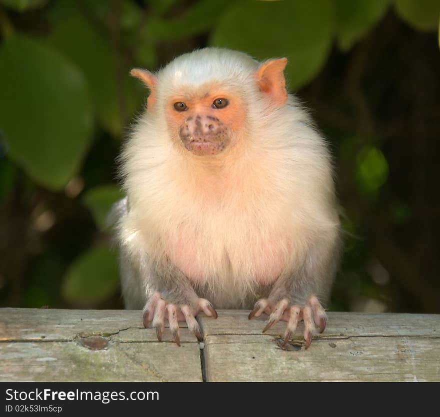 Picture of cute small monkey. Picture of cute small monkey