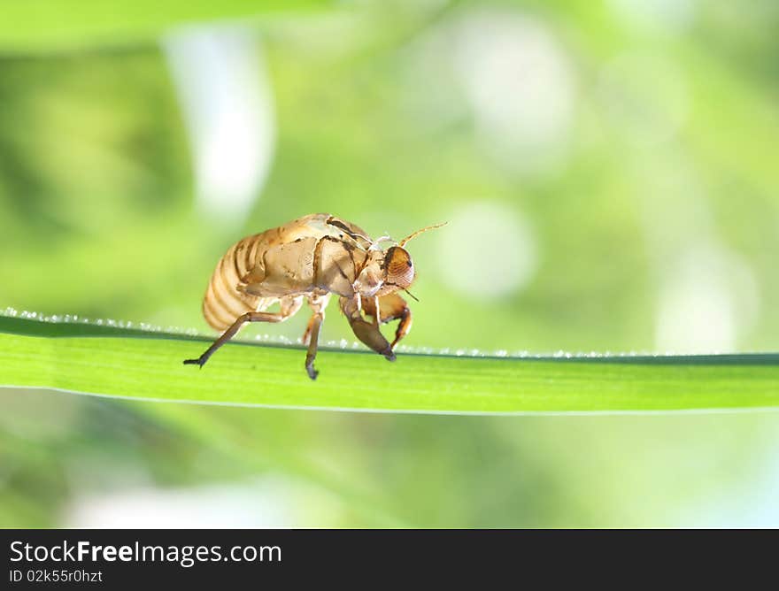 Cicada shells on the grass