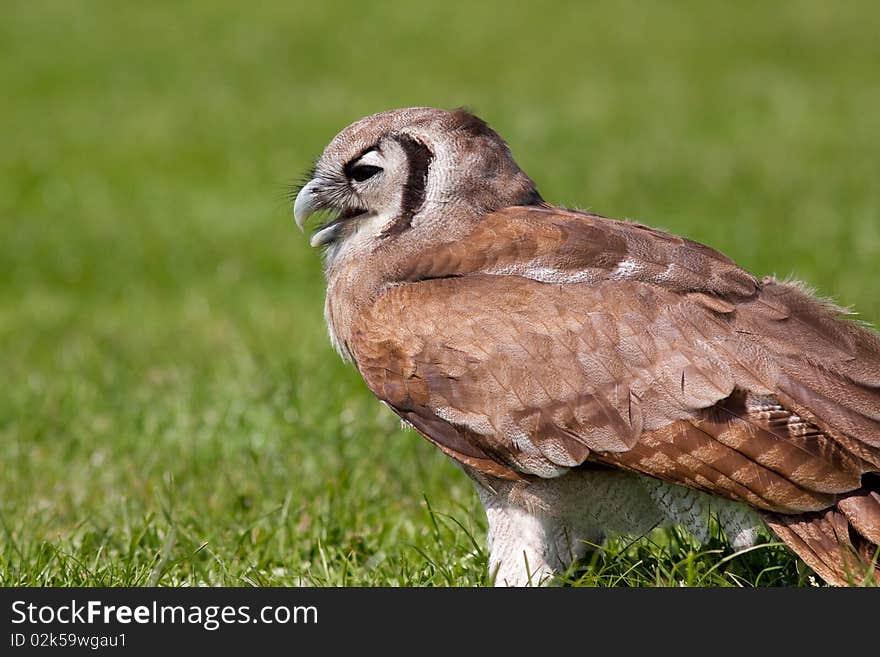 Owl sitting in the grass enjoying the sun. Owl sitting in the grass enjoying the sun