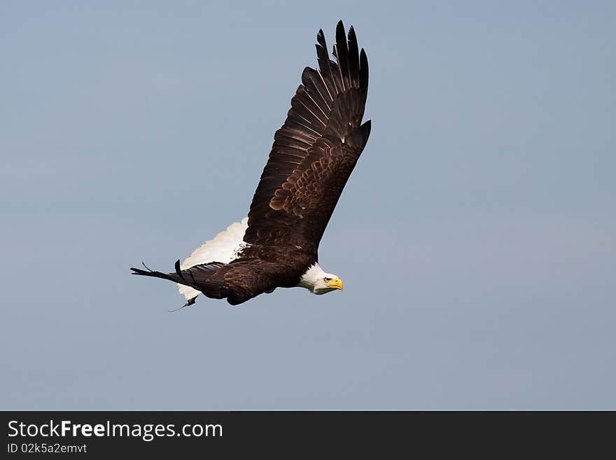 Huge eagle flying in the sun against blue sky. Huge eagle flying in the sun against blue sky