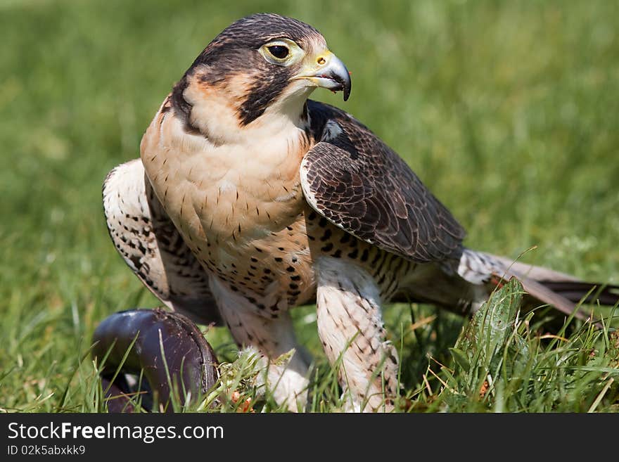 Hawk sitting in the grass with prey. Hawk sitting in the grass with prey