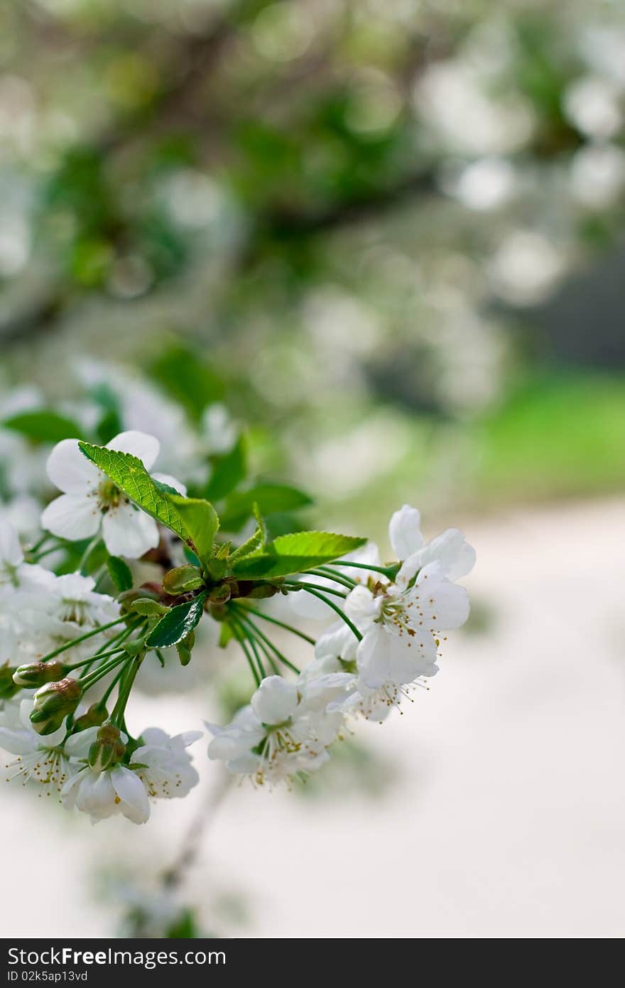 Flower tree on natural background