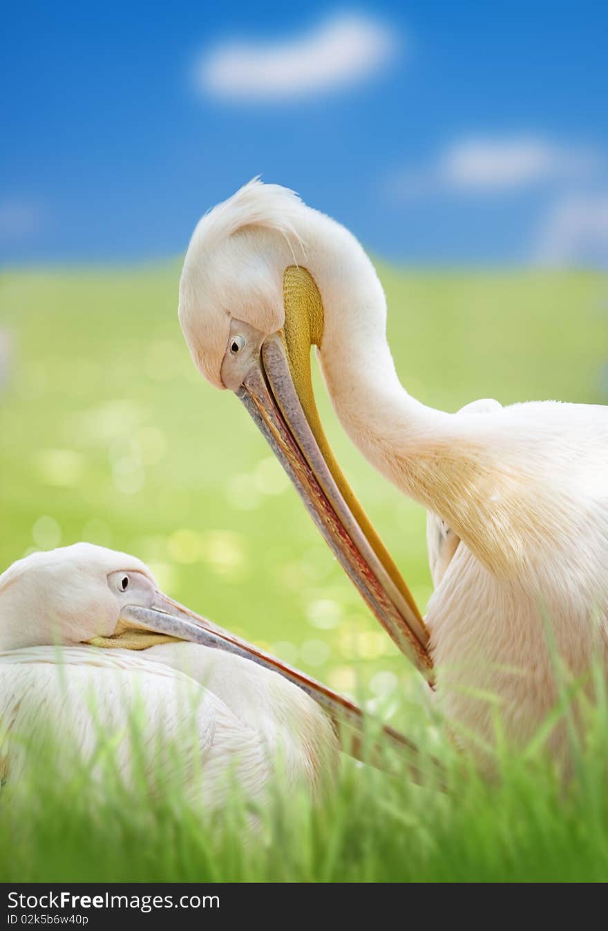 Close up with a pair of pelicans. Close up with a pair of pelicans