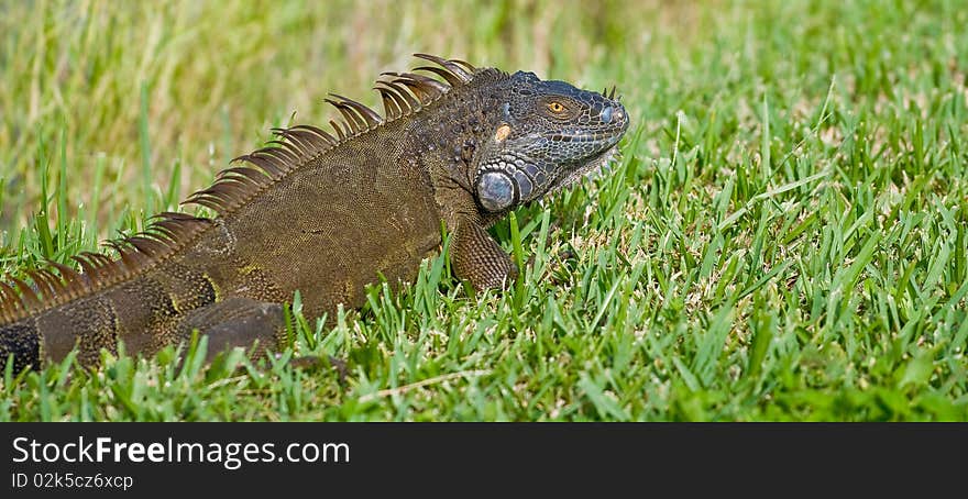 An Iguana sunbathing in Florida. An Iguana sunbathing in Florida.