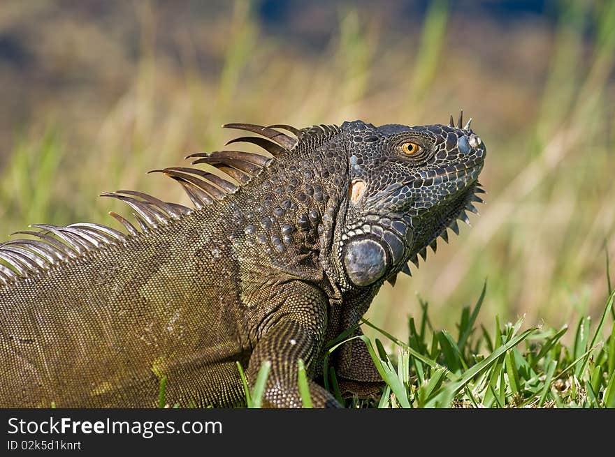 Closeup of Iguana sunbathing in Florida. Closeup of Iguana sunbathing in Florida.