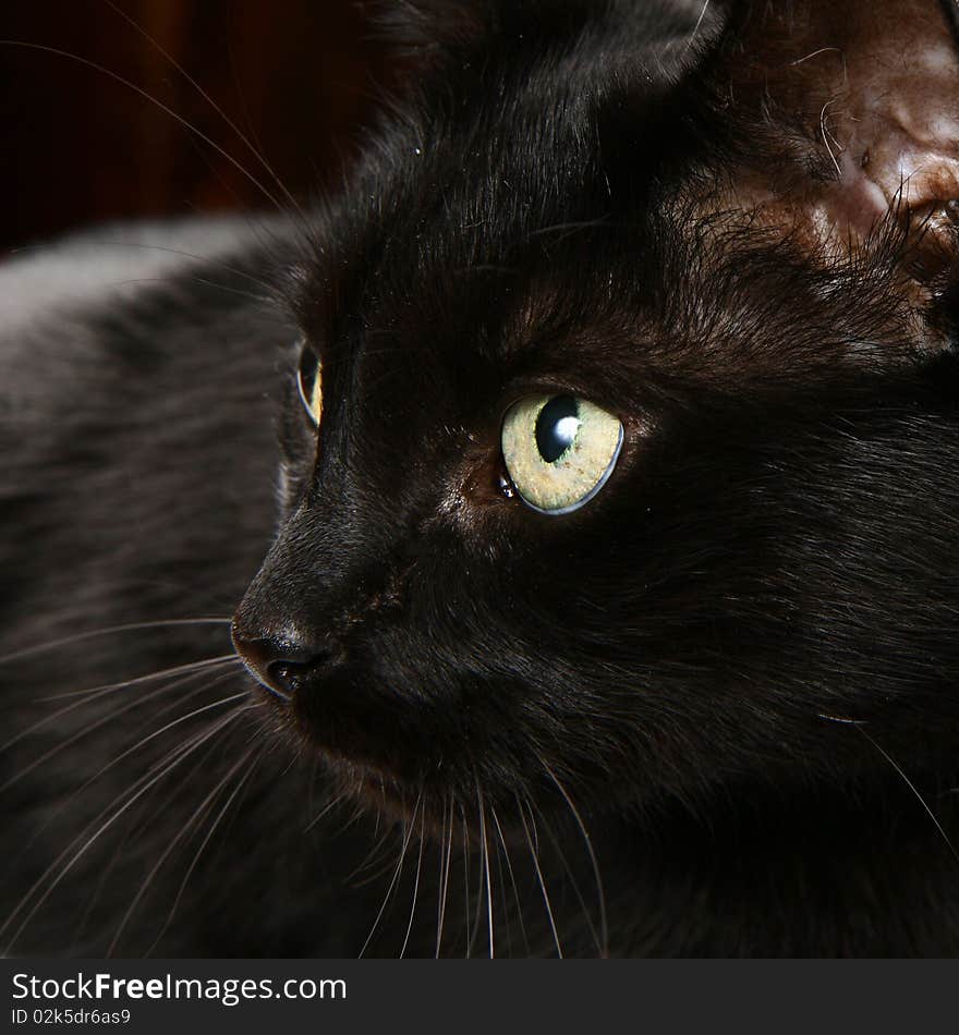 Black cat in close up