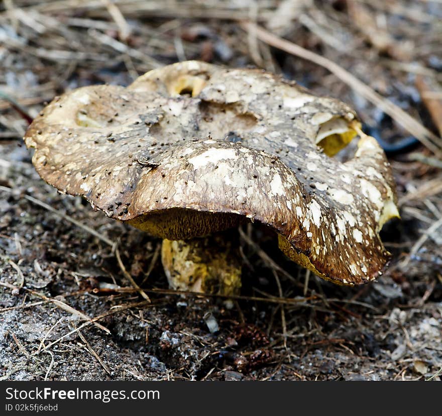 A toadstool in its natural environment of dirt, sticks and leaves on the forest floor