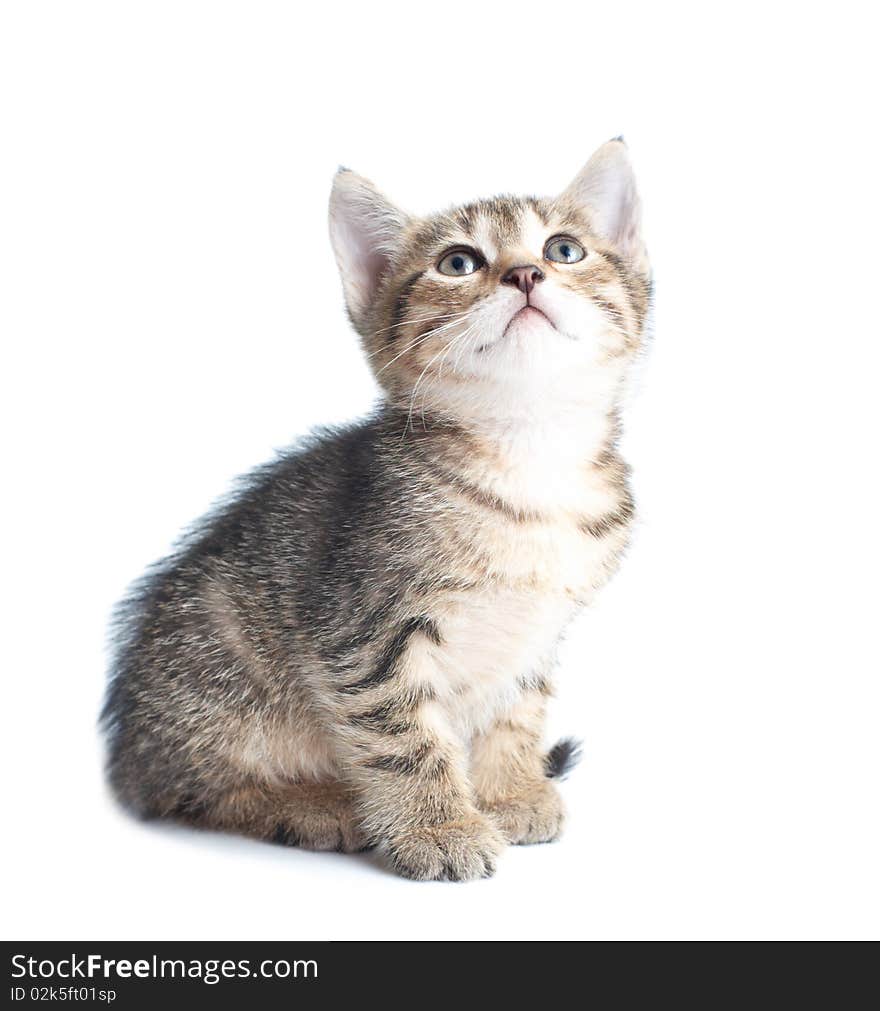 Little striped kitten looking up