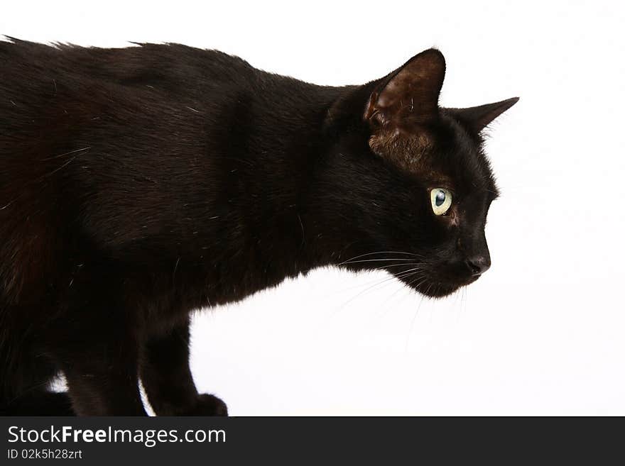 Black cat on white background