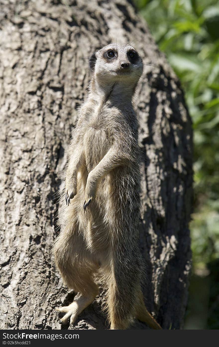 This is a picture of a meerkat standing up, . This is a picture of a meerkat standing up,