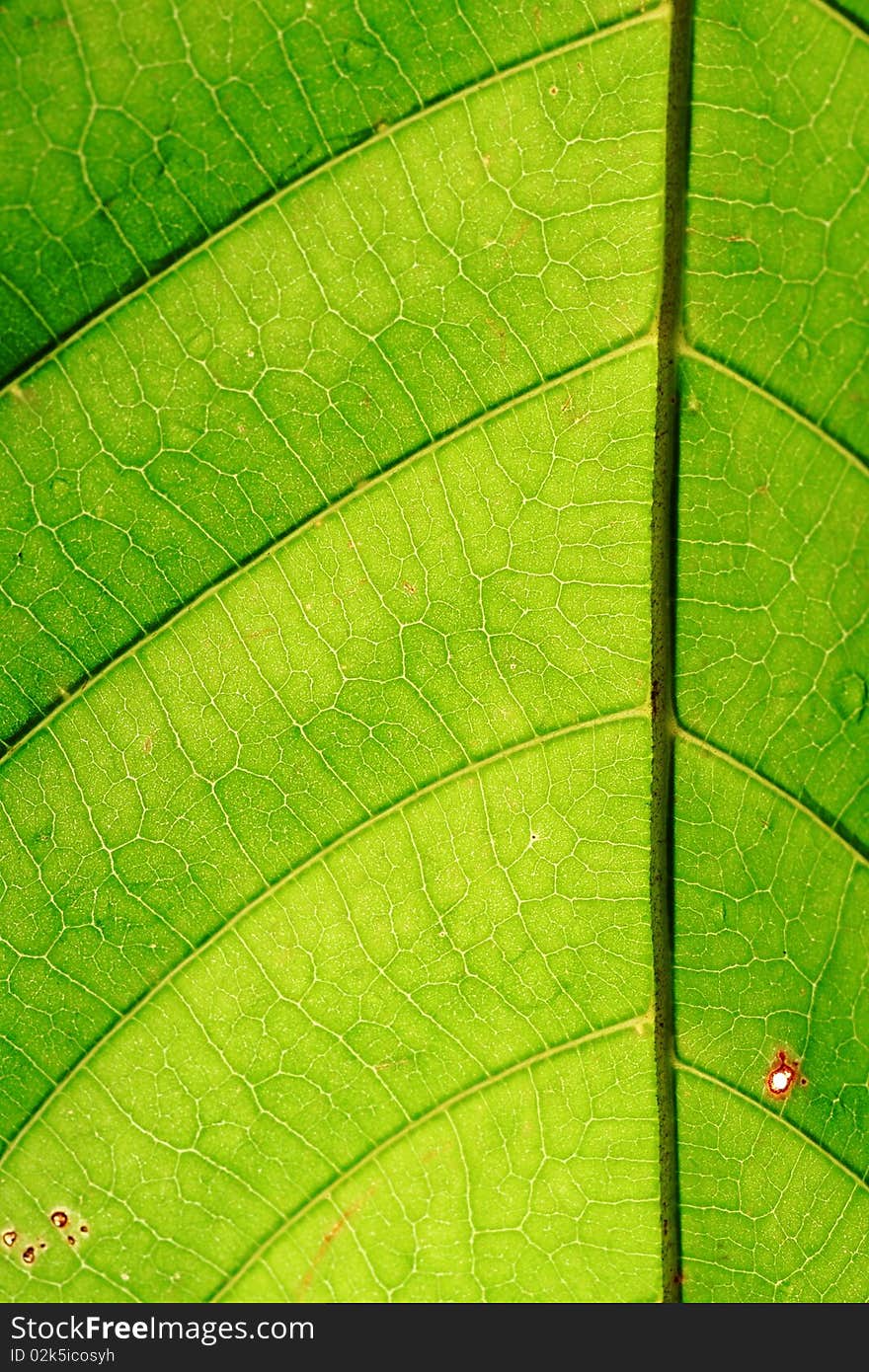 Leaf of a plant close up