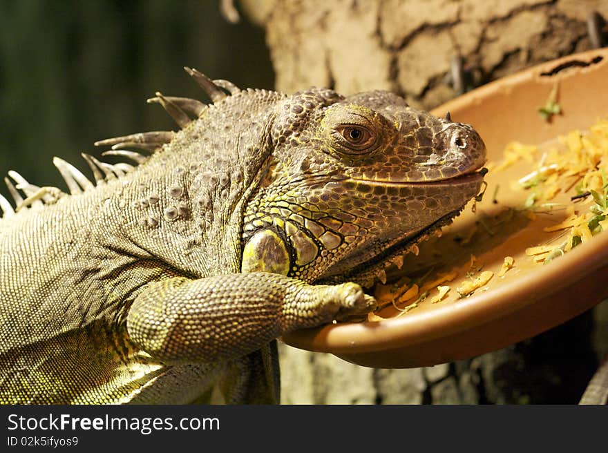 This is a picture of an iguana eating.