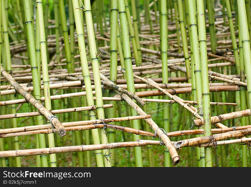 Many kickstands in the new bamboo forest before the bamboo grow up