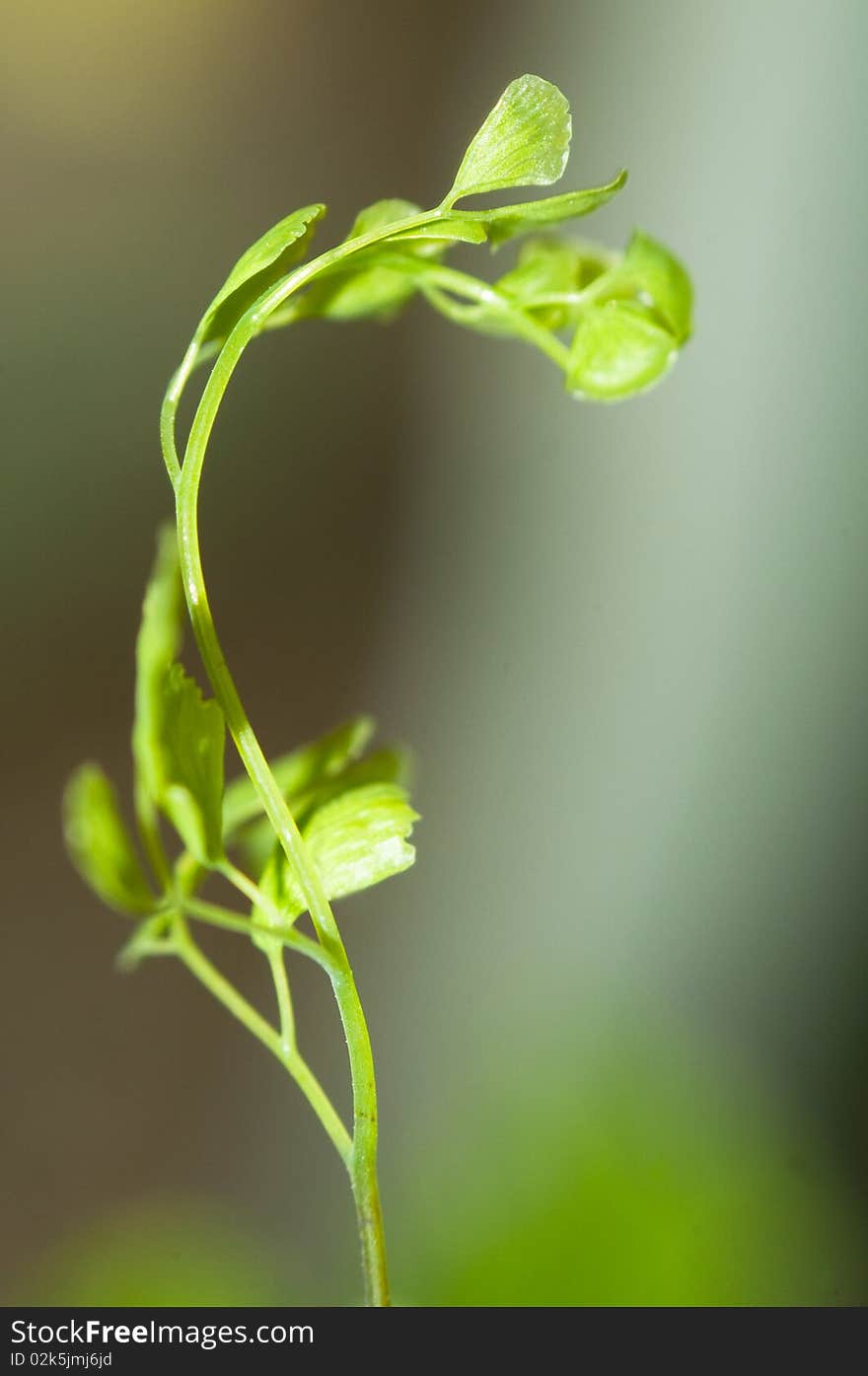 Green plants