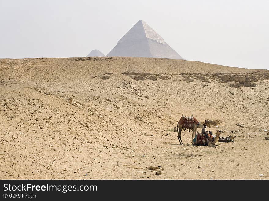 Pair of camels with pyramids in background. Pair of camels with pyramids in background