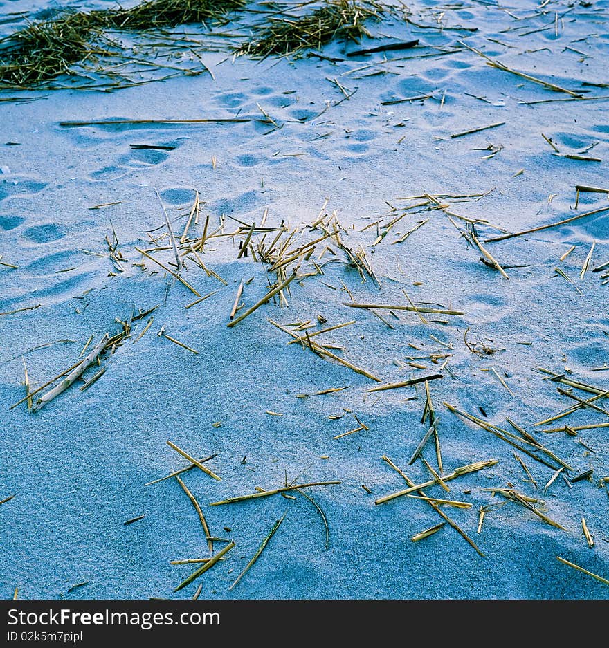 Sea Grasses on Cape May Sand Dunes