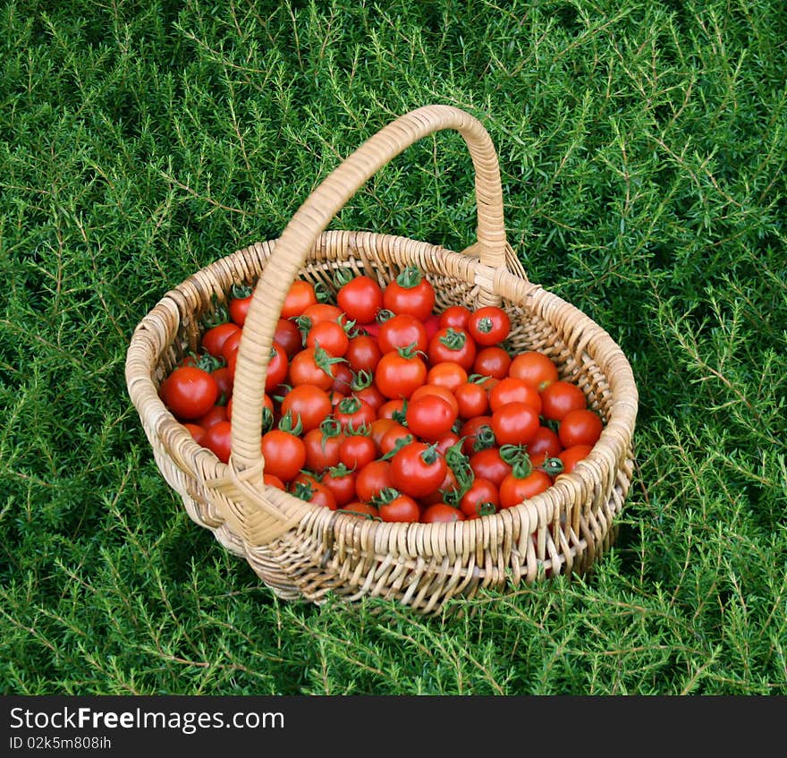 Summer Tomato harvest