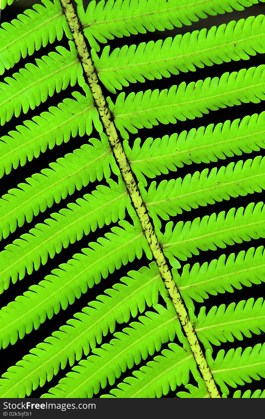 Fern leaf in tropical forest