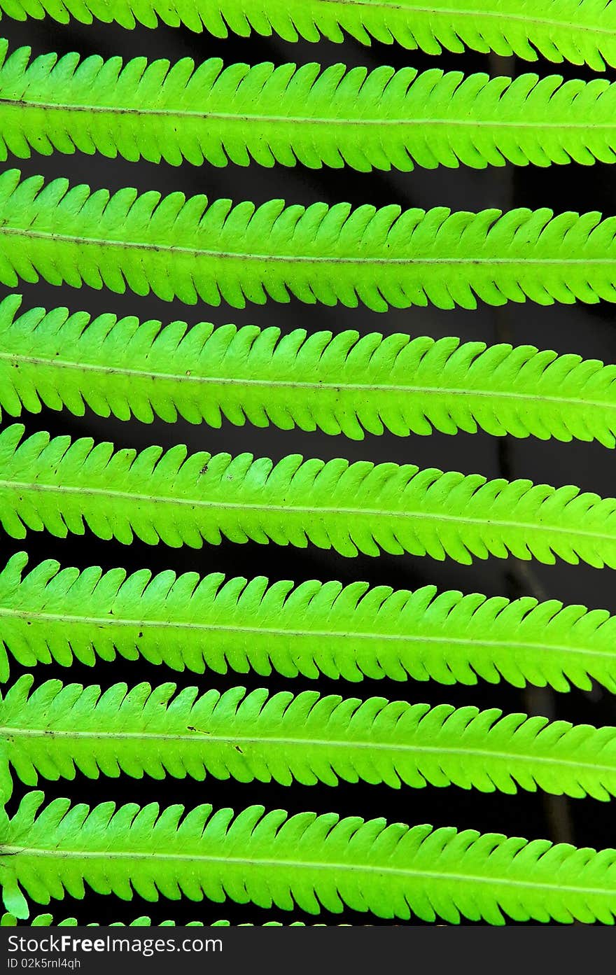 Fern leaf in tropical forest