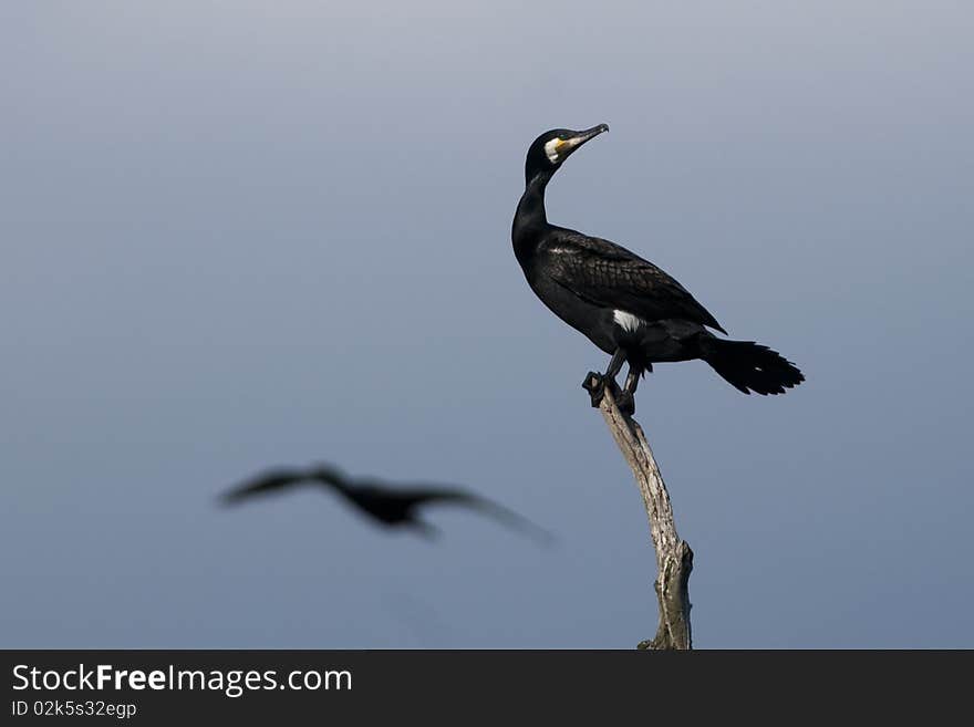 Great Cormorant (Phalacrocorax carbo) on a branch. Great Cormorant (Phalacrocorax carbo) on a branch