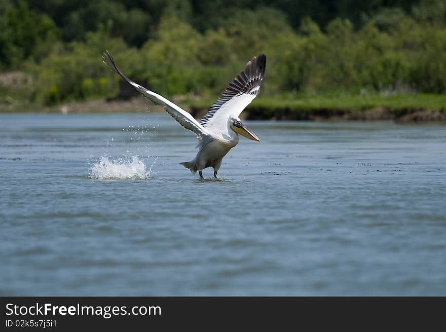 Dalmatian Pelican