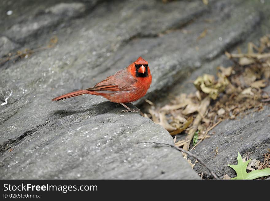 Northern Cardinal: Cardinalis Cardinalis