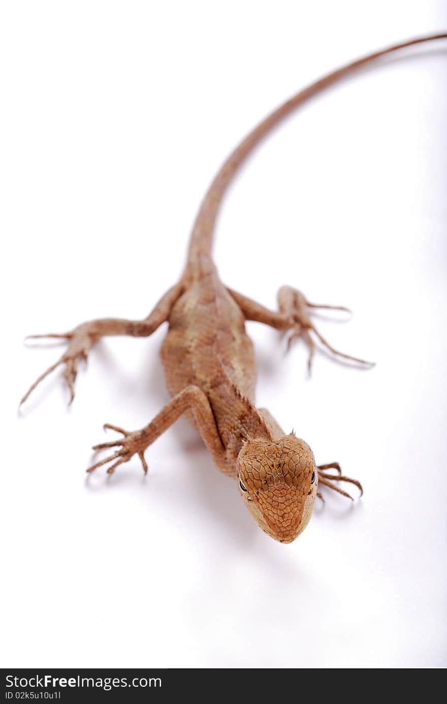 Lizards from the white background