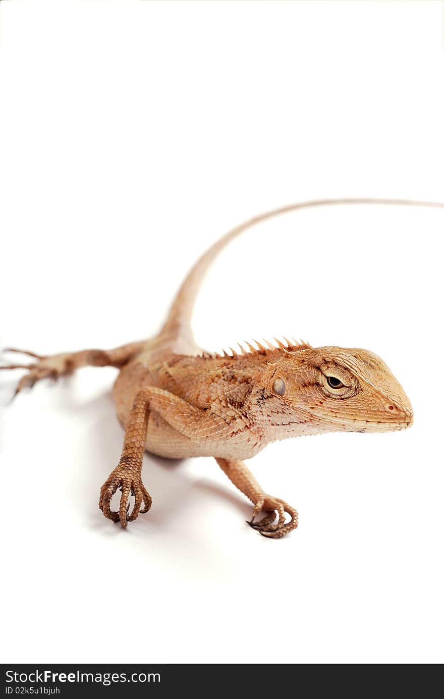 Lizards from the white background